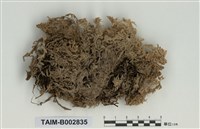 藏品(泥炭苔屬)的圖片